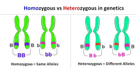 Aug 12, 2022 · Closely related parents’ children have an increased risk of homozygous conditions. Vs. heterozygous. Heterozygous causes a person to inherit two different gene variants from each biological ... 